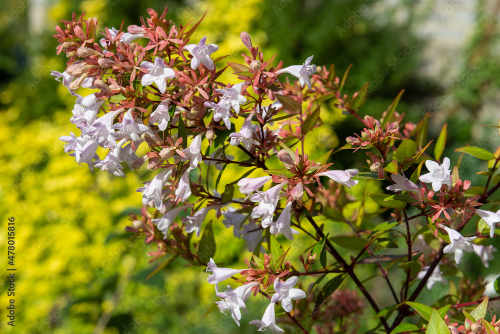 Chinese abelia (abelia chinensis) flowers in bloom Chinese abelia (abelia chinensis) flowers in bloom
