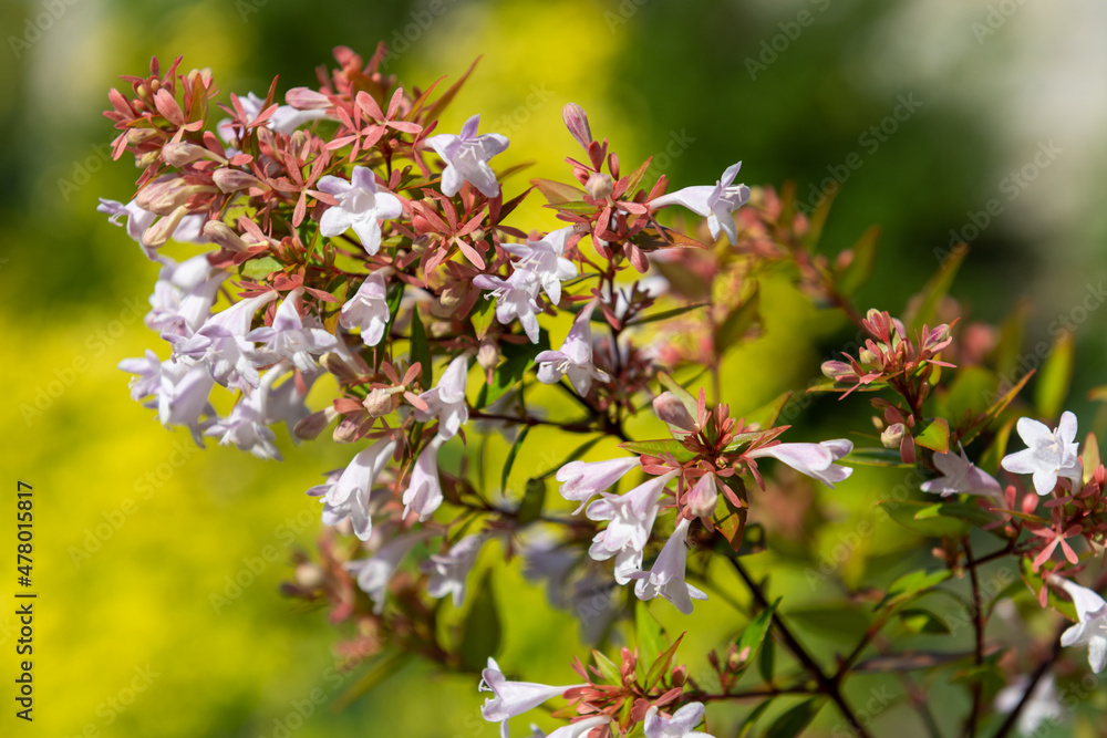 Chinese abelia (abelia chinensis) flowers in bloom Chinese abelia (abelia chinensis) flowers in bloom