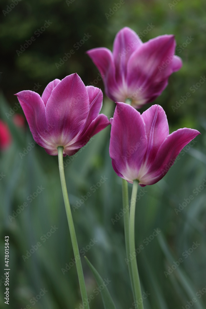 Close up horizontal image of Pink flowers tulips in spring garden. Tulips on green background. First spring flowers. Floral background. Spring .Nature. Freshness. Ecology. Blurred effect.