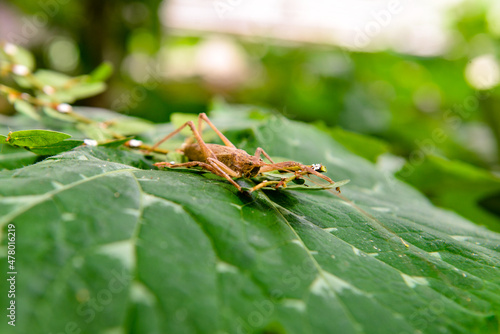 grasshopper on a leaf, grasshopper in jerimum plantation, farmer's day photo