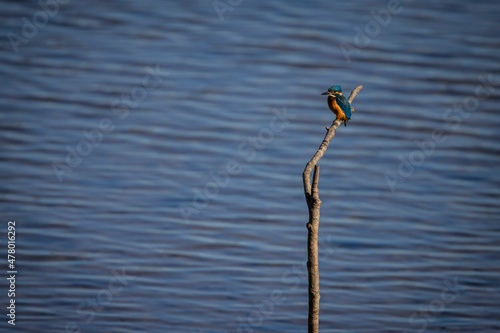 Kingfisher sitting on branch © Brams.Photography
