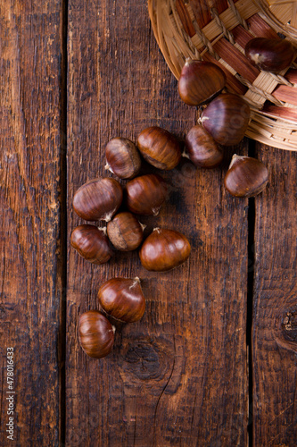 Edible chestnut