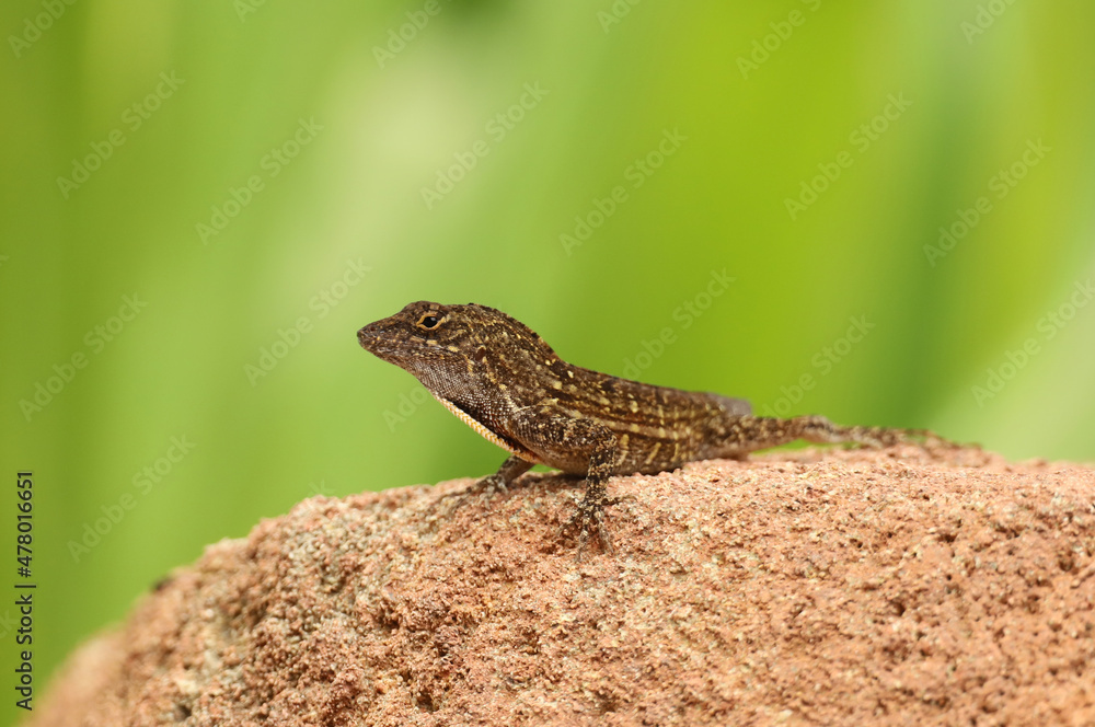 Male brown anole (Anolis sagrei) lizard observed in Florida. This species is not native to the United States. Male brown anole (Anolis sagrei) lizard observed in Florida. This species is not native to the United States.
