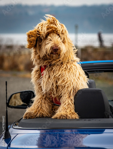 Golden Labradoodle sitting in up in a convertible car