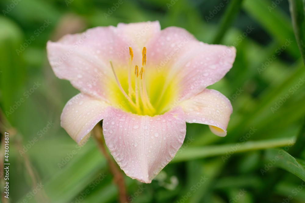 The image of close up flower