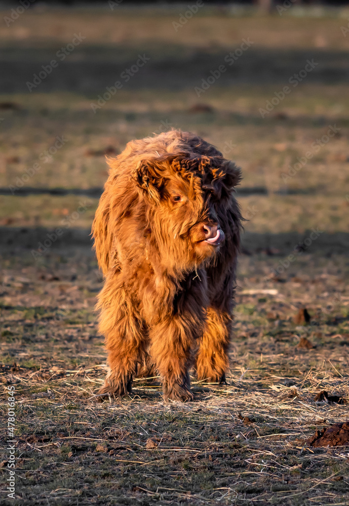 Furry Calf Of Scottish Highland Cattle