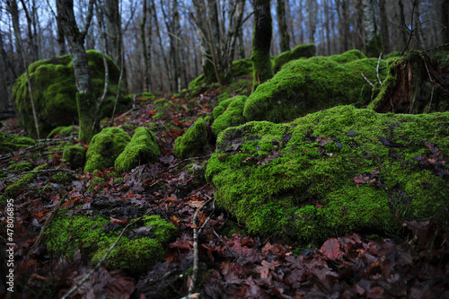 Natural forest with moss covered boulders. Horizontal photo.