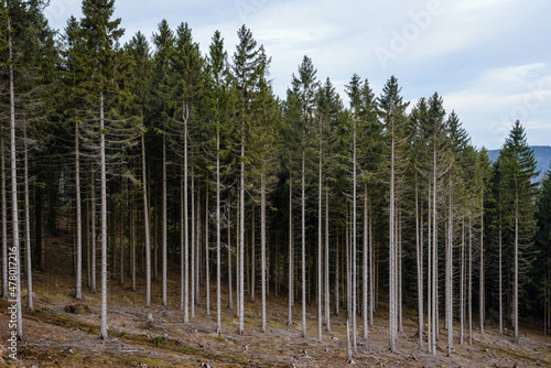 Fototapeta Naklejka Na Ścianę i Meble -  Gospodarka leśna