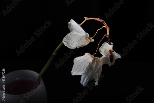 Three faded pale orchids hanging from stem in vase. Horizontal photo with black background.  Copy space.