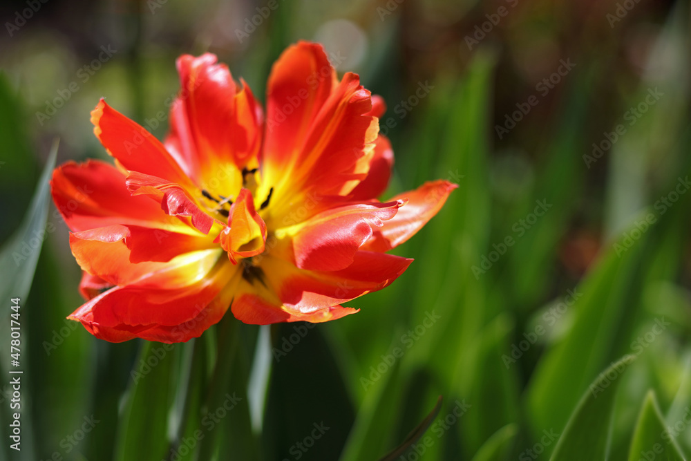 Red tulip blooms. Blooming tulips on a background of green leaves. Button of a red tulip. Tulips background. Floral background.
Spring flowers. First spring flowers. Ecology. Freshness.