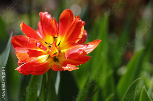 Red tulip blooms. Blooming tulips on a background of green leaves. Button of a red tulip. Tulips background. Floral background. Spring flowers. First spring flowers. Ecology. Freshness.