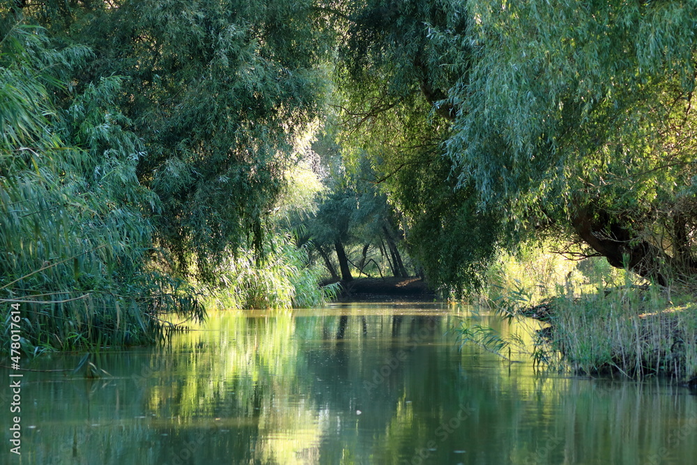 A river channel with forest in Danube Delta, Romania