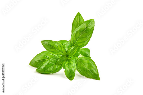 Fresh organic basil leaves, close-up, isolated on white background.