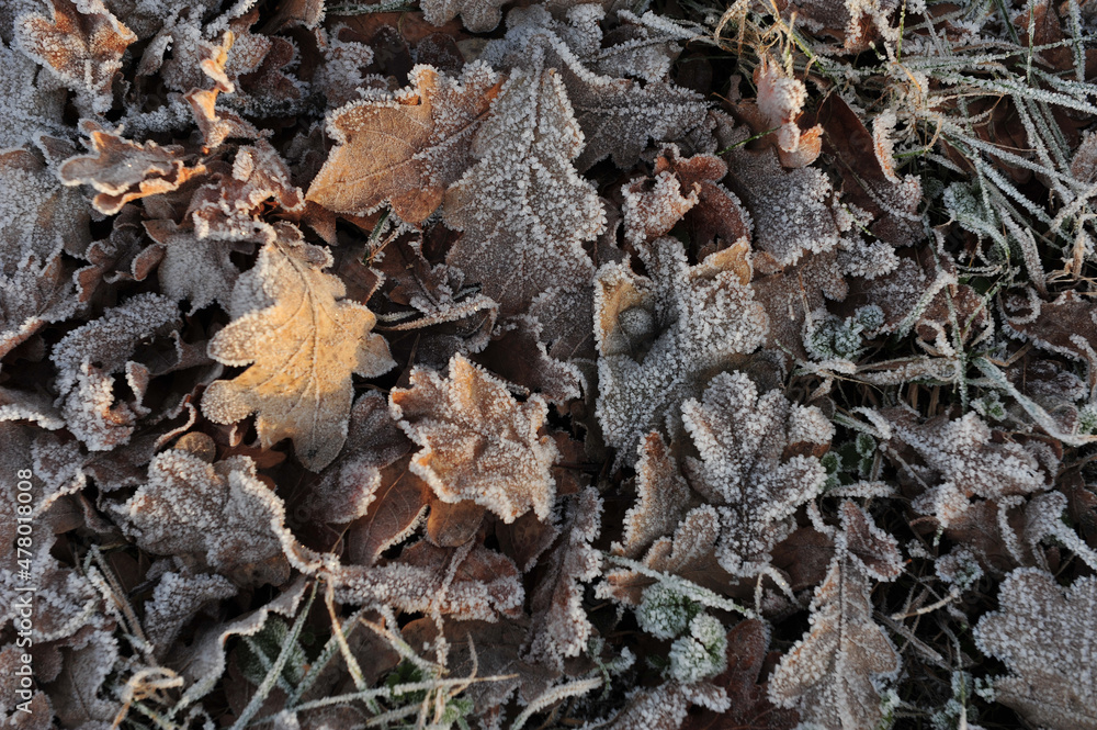 Frozen leaves on the ground.  Brown leaves with frost.