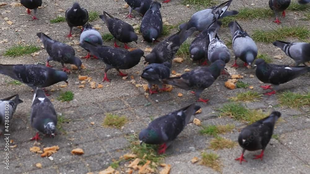 flock of pigeons and sparrows feeding on the ground flock of pigeons and sparrows feeding on the ground