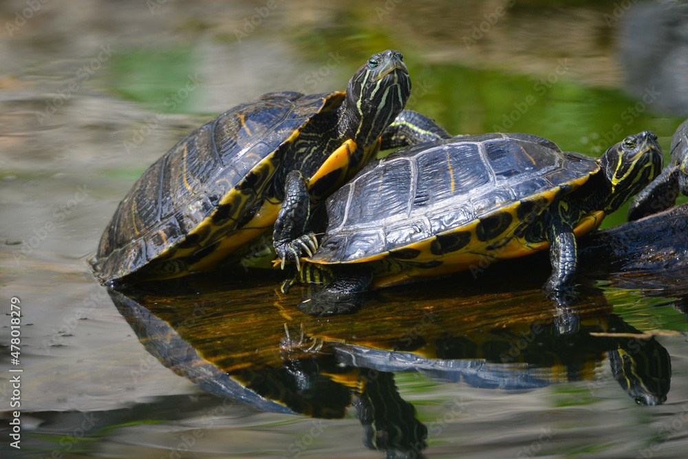 turtle family sunbathing in the pond turtle family sunbathing in the pond