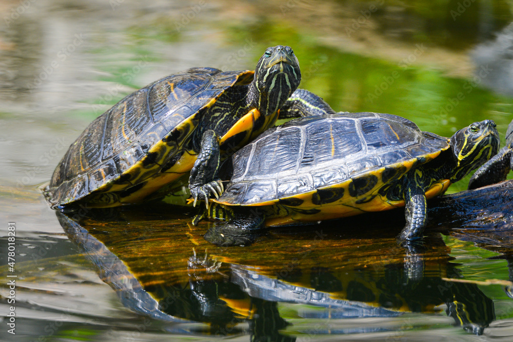 turtle family sunbathing in the pond turtle family sunbathing in the pond