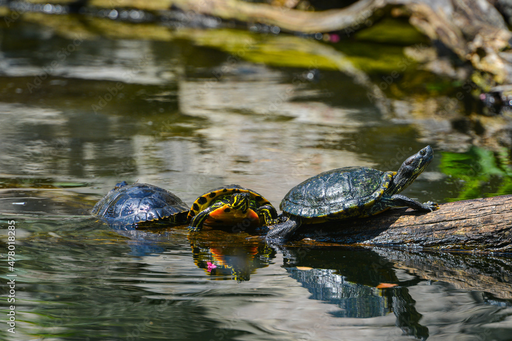turtle family sunbathing in the pond turtle family sunbathing in the pond