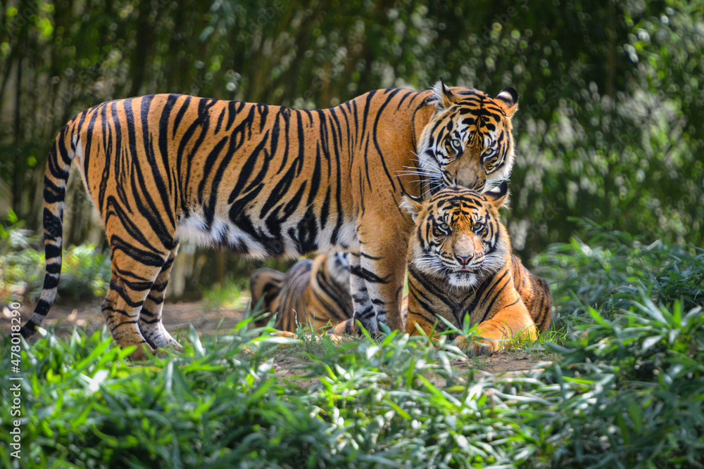 Tiger family in the forest Tiger family in the forest