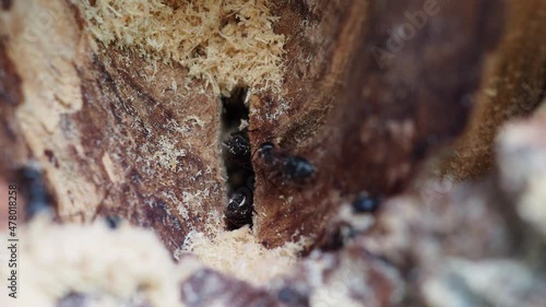 Carpenter ants building a nest for the winter season. Showing the ecology of an insect colony.