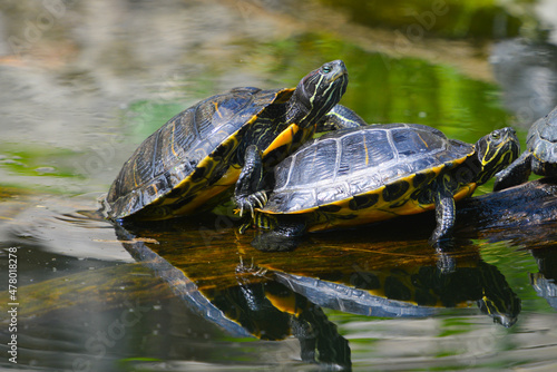 turtle family sunbathing in the pond