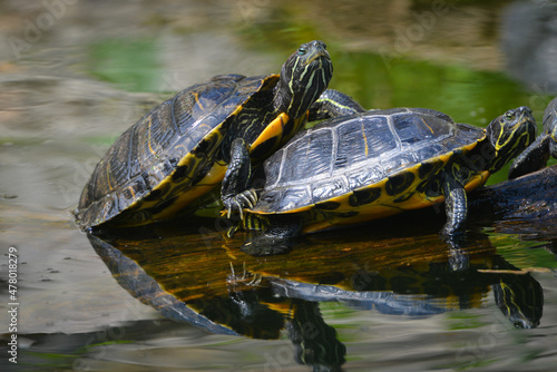 turtle family sunbathing in the pond
