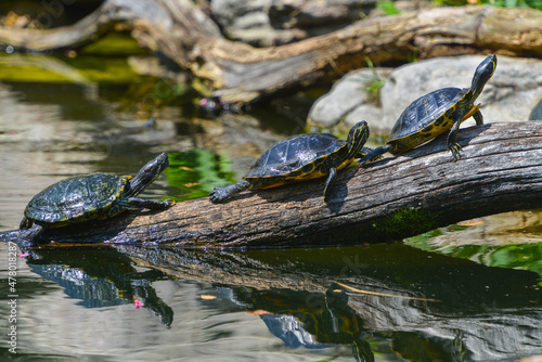 turtle family sunbathing in the pond