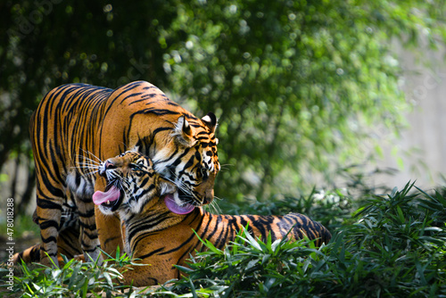 Tiger family in the forest