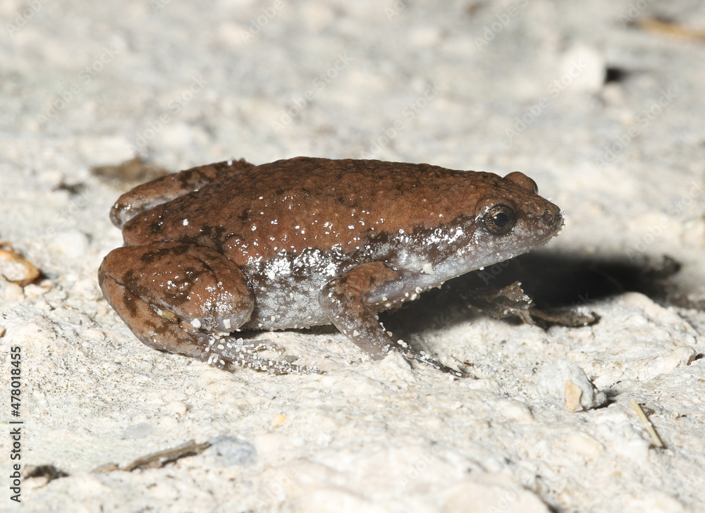 Obraz premium Eastern Narrowmouth Toad (Gastrophryne carolinenesis) from Florida. 