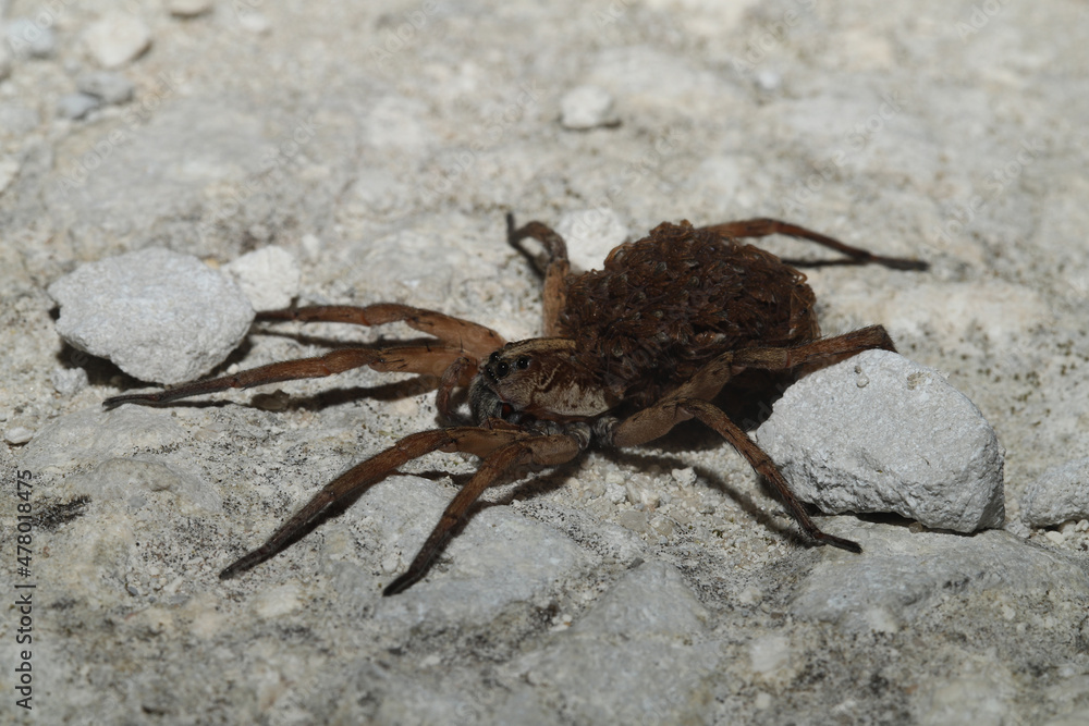 Wolf spider mother carrying babies on her abdomen. Wolf spider mother carrying babies on her abdomen.