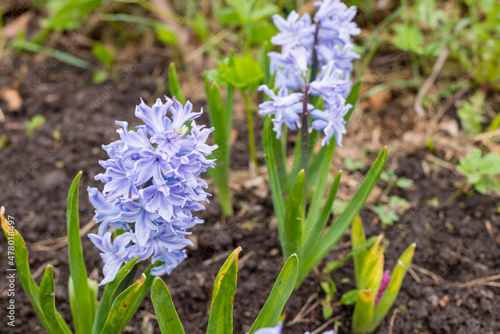 Large flower bed with large blue hyacinths, traditional Easter spring flowers, beautiful spring floral background Large flower bed with large blue hyacinths, traditional Easter spring flowers, beautiful spring floral background