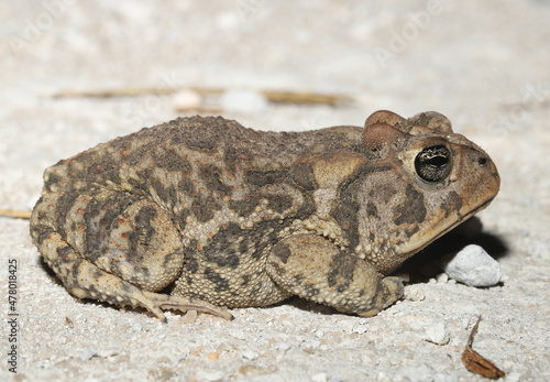 Southern Toad  Anaxyrus terrestris  seen on a dirt road in Florida at night. 