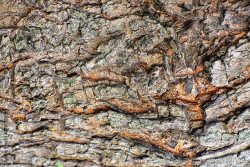 tree bark texture, detailed nature texture, background, texture background