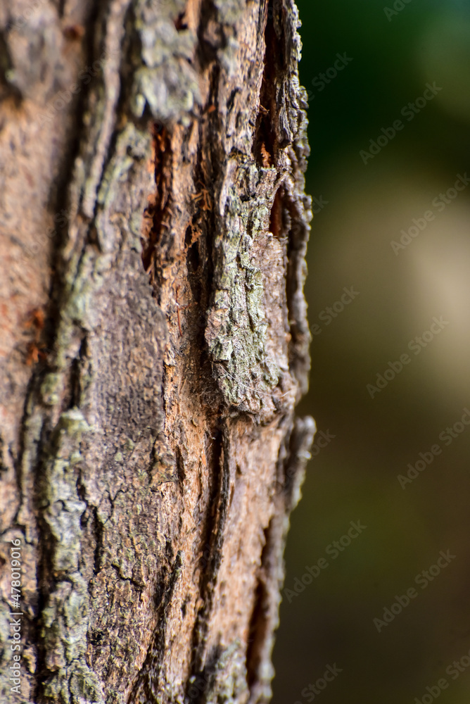 tree bark texture, nature texture, background, texture background tree bark texture, nature texture, background, texture background