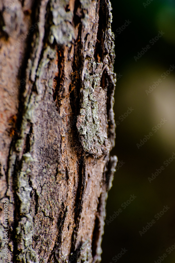 close up of a tree bark, detailed nature texture, background, tree bark, tree trunk, nature texture, texture background close up of a tree bark, detailed nature texture, background, tree bark, tree trunk, nature texture, texture background