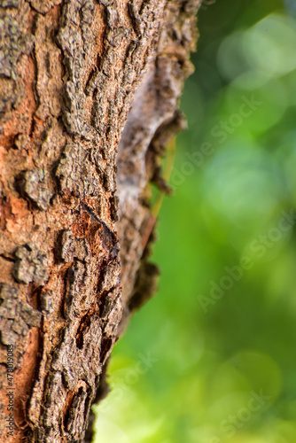 bark of a tree, nature texture, background, texture background 