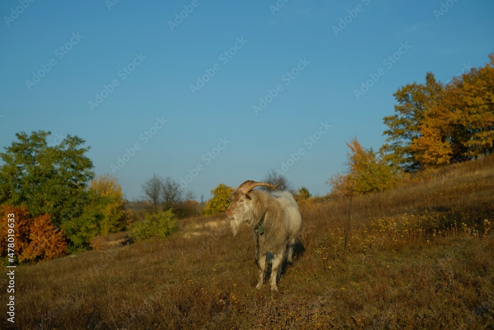 white goat on the field, Ukraine landscape white goat on the field, Ukraine landscape