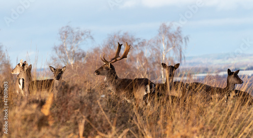 Wild deer in Cannock Chase photo