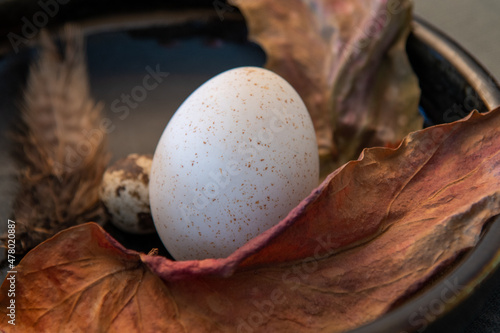 Eier Ei Osternest Ostern Stilleben