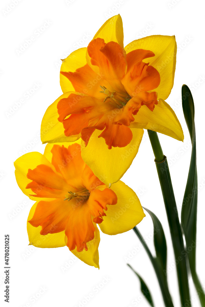 Two yellow-orange daffodils isolated on the white background