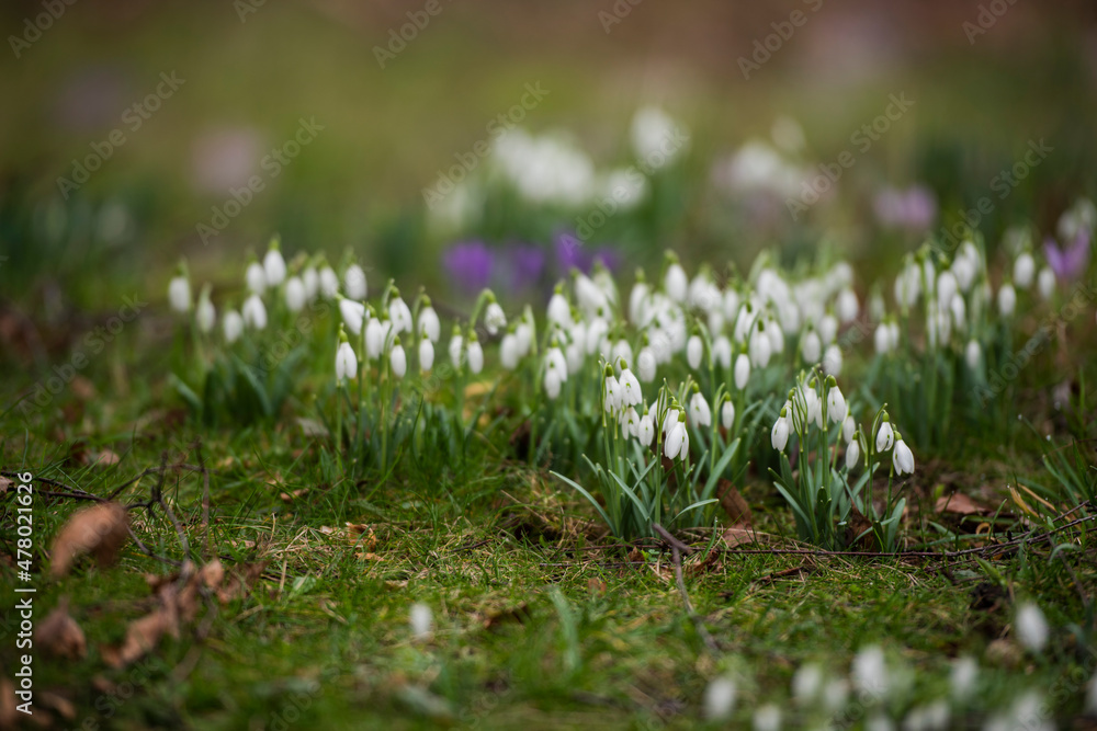 snowdrop flowers in a park in spring