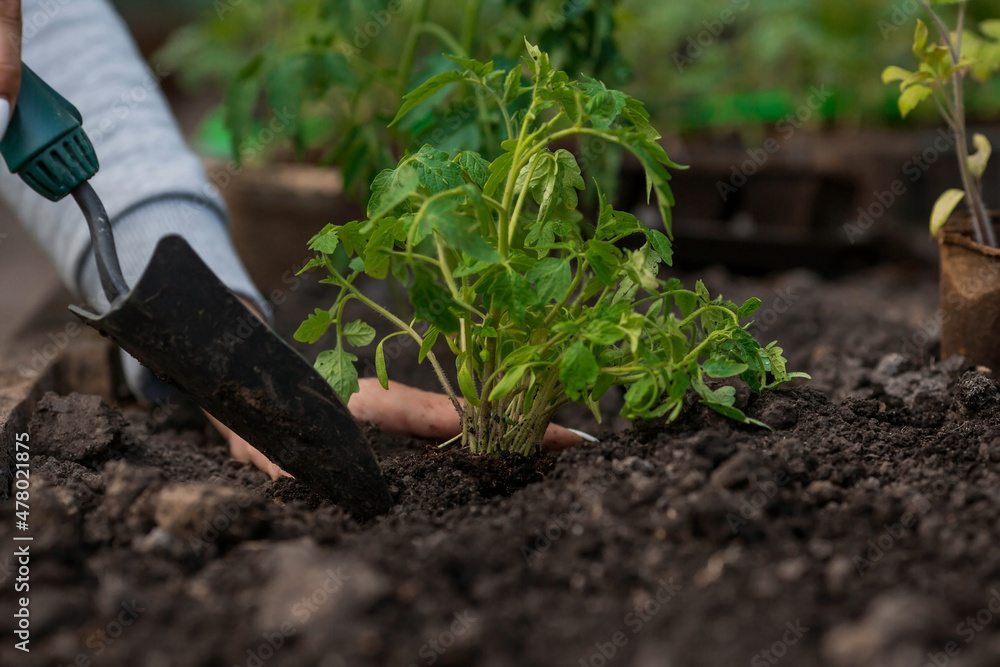 Close-up. The hands of a young woman hold the soil with a young plant. Planting seedlings in the ground. There is a spatula nearby. The concept of nature conservation and agriculture. Close-up. The hands of a young woman hold the soil with a young plant. Planting seedlings in the ground. There is a spatula nearby. The concept of nature conservation and agriculture.