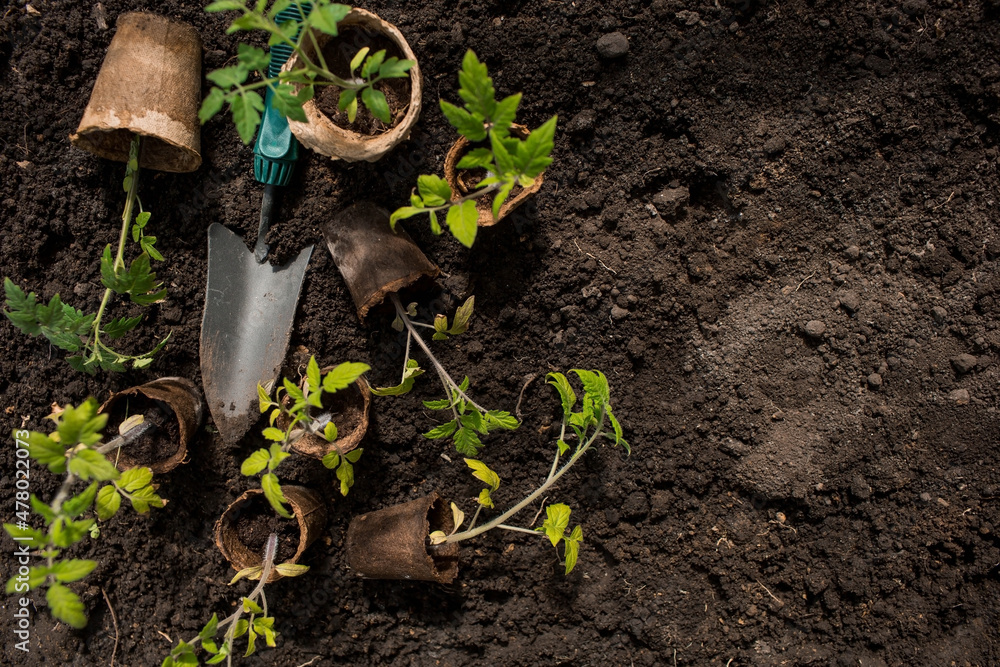 Soil with a young plant. Planting seedlings in the ground. There is a spatula nearby. The concept of agriculture and harvest. Close-up. Soil with a young plant. Planting seedlings in the ground. There is a spatula nearby. The concept of agriculture and harvest. Close-up.