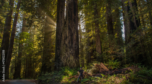 Hiker in Front of Ancient Sequoioideae Redwood Tree