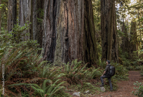 Tourist Exploring California Ancient Redwoods Forest