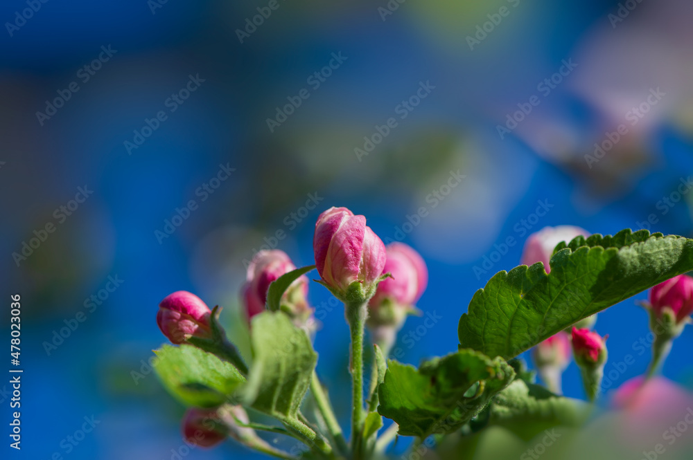 Blooming apple blossoms.