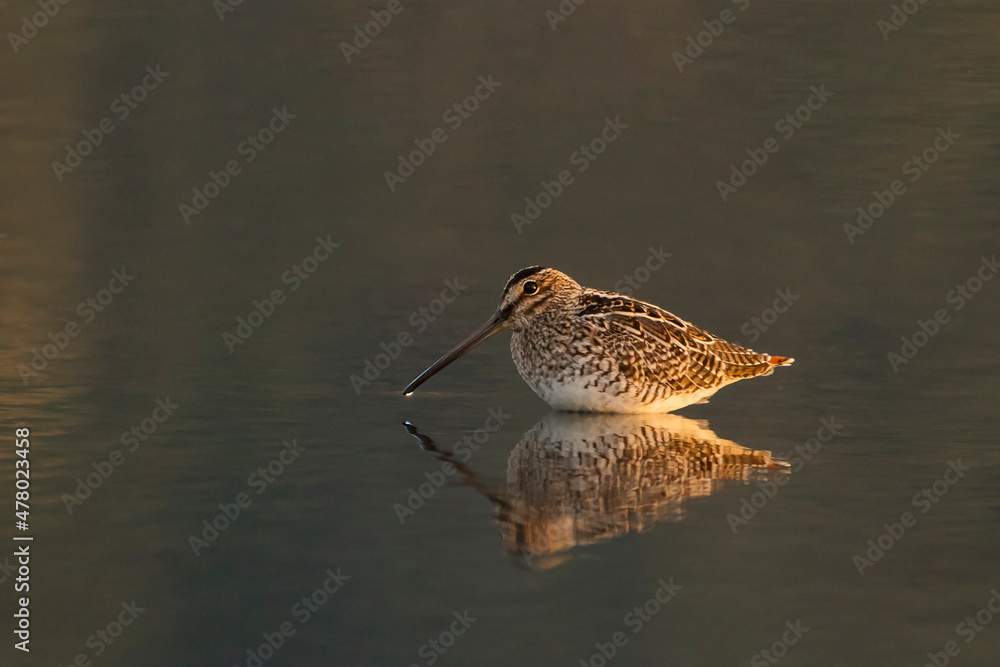 Narceja_Gallinago paraguaiae