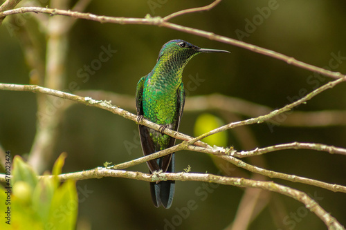 beija-flor-de-fronte-violeta_Thalurania glaucopis