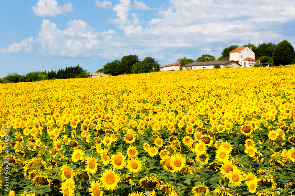 Sunflowers in the Lot-et-Garonne