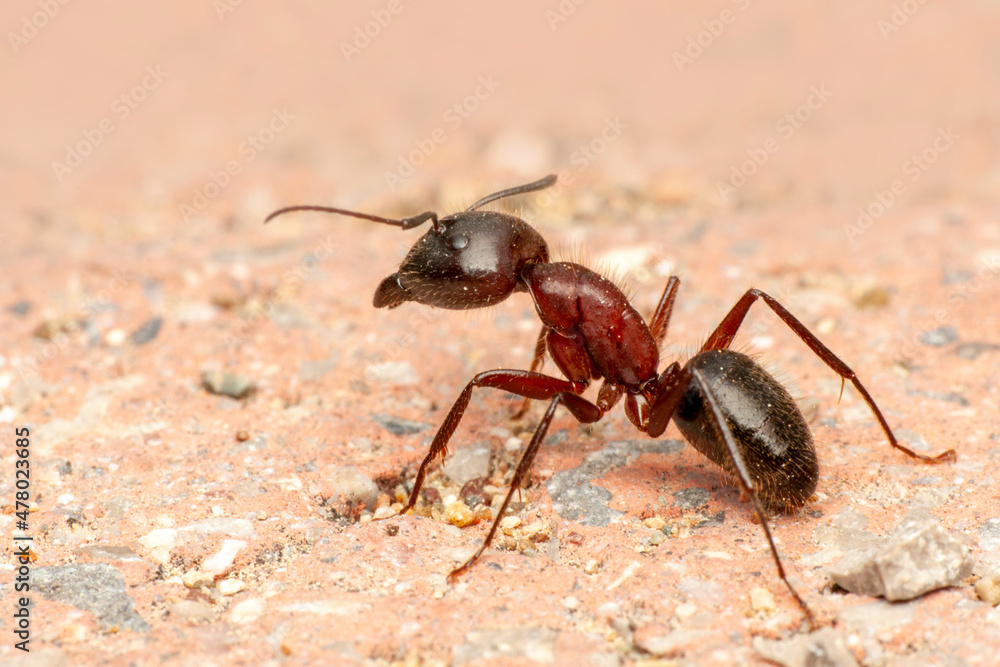 Beautiful Strong jaws of red ant close-up Beautiful Strong jaws of red ant close-up